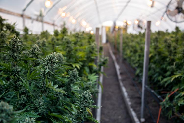 indoor cannabis growing facility